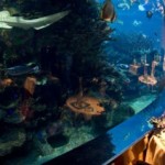 Jumeirah’s Zebra Shark is first of its species to reproduce through parthenogenesis