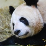 Panda Delegate Rates (PDRs) launched for corporate market