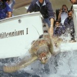 Jumeirah guests release a record number of 100 Hawksbill turtles back into the wild on World Earth Day
