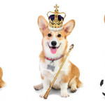 London’s newest corgi guide is back leading visitors around the capital inviting them to come and ‘see it for yourself’